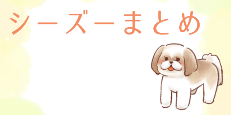 シーズーちゃんに見つめられたらメロメロ。